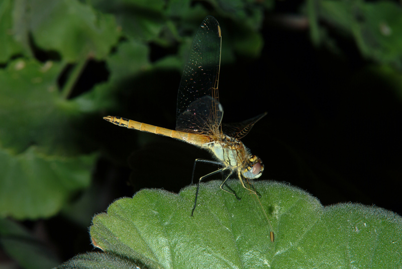 Da determinare 2 - Sympetrum fonscolombii (maschio imm)